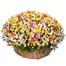 Премиум букет из: Розы #REPLACE_PRED# Курской