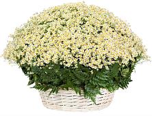 Цветочная композиция из Ромашки в корзине #REPLACE_PRED# Курской